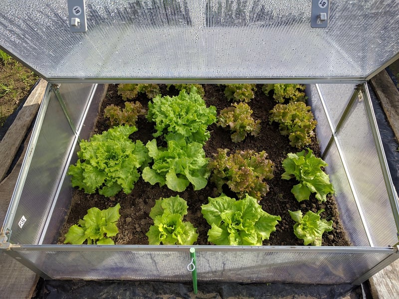 Mini Greenhouse